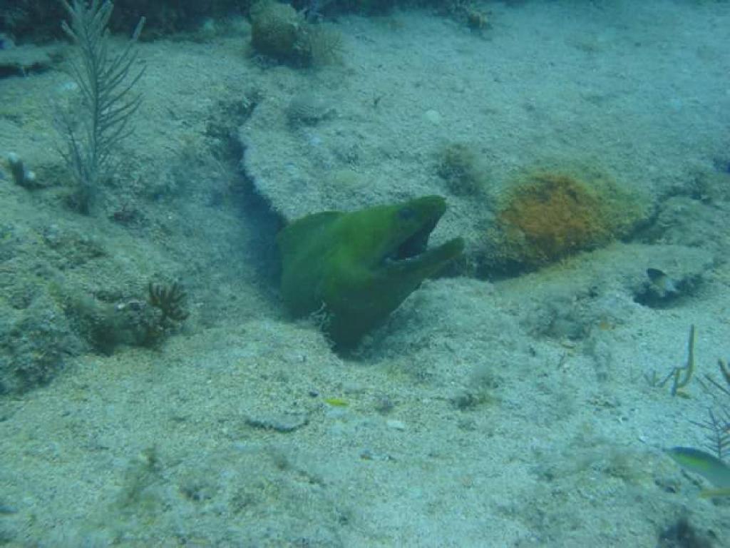Cover photo of the dive