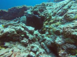Photo from the dive