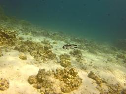 Photo from the dive